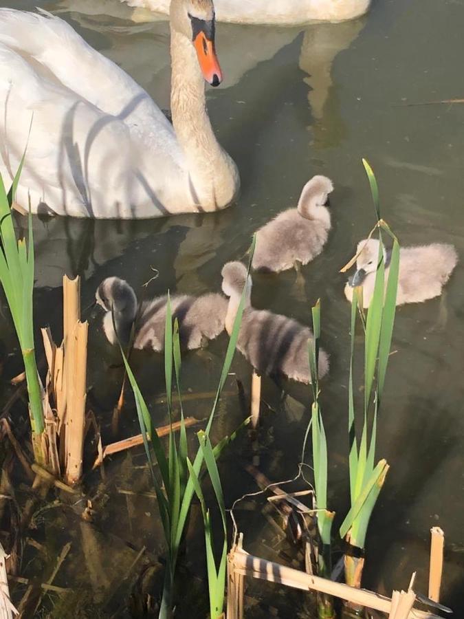 Selska Chalupa Anetka Horšovský Týn Exteriör bild